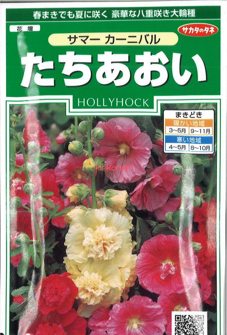 誠実 seed たね tane 種 種子 ﾀﾈ たちあおいｻｶﾀのﾀﾈ花 花 abubakarbukolasaraki.