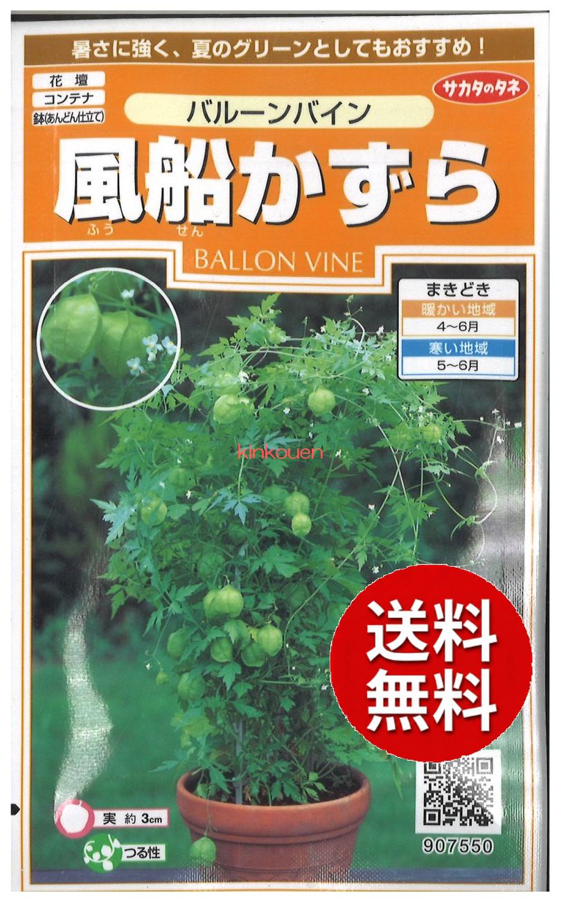 楽天市場】【代引不可】 seed たね tane 種 種子 □ふうせんかずら