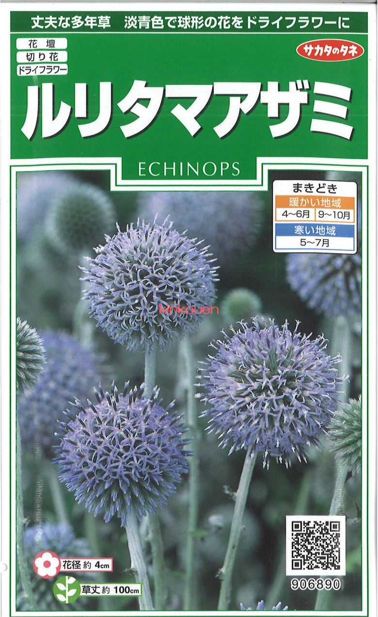 楽天市場】ルリタマアザミ 9〜10.5cmポット苗 数量割引あり/華やかな