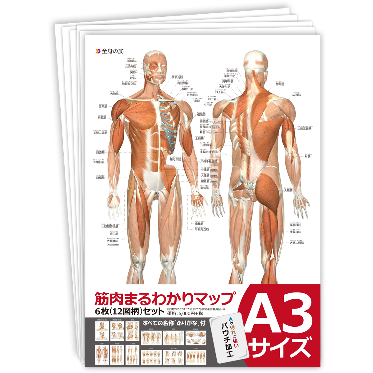 楽天市場 ジグソーパズル 全身の筋肉 日本語名称付 筋肉ジグソーパズル B4サイズ 4ピース 送料無料 キャンペーン 筋肉家
