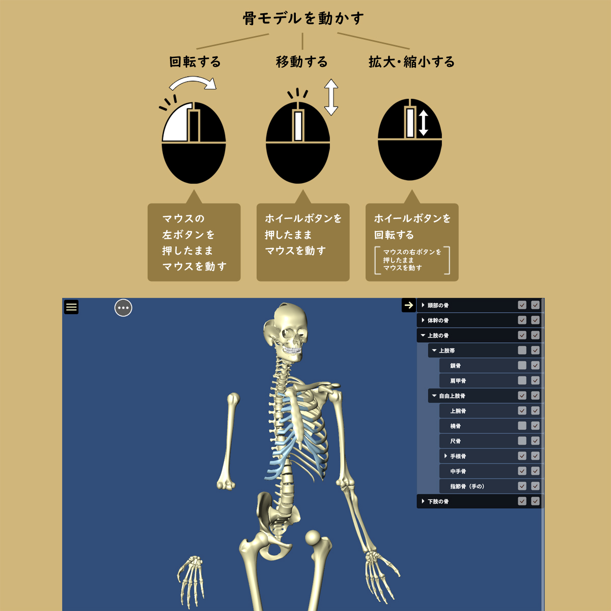 骨法 姓名 題名 骨を訓蒙ぶ Dちょろいbone ボーン マイクロコンピューターソフト Windows Mac 3dcg 骨学 部位 有待 枠組み 修める 参学 日本辞 英語 声音 論評 送料無料 ムーブメント Restaurant Valentino De