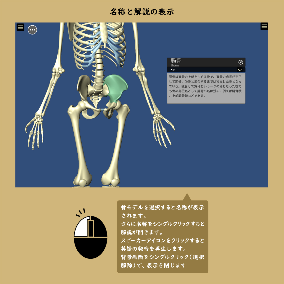 楽天市場 骨 名前 名称 骨を学ぶ３dソフトbone ボーン パソコンソフト Windows Mac 3dcg 骨学 部位 人体 骨格 勉強 学習 日本語 英語 音声 解説 送料無料 キャンペーン 筋肉家