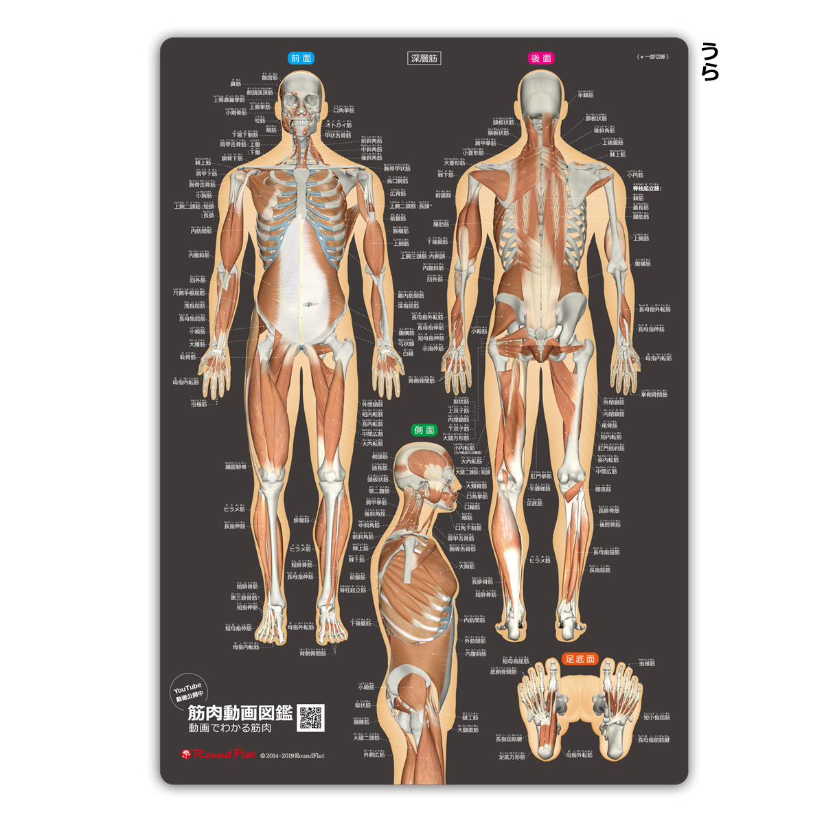 楽天市場 筋肉 名前 下敷き 筋肉まるわかりシート改訂版 筋名ふりがな付き 勉強 学習 覚える サイズ 両面カラー プラスチック 暗記 改訂版 黒 送料無料 キャンペーン 筋肉家