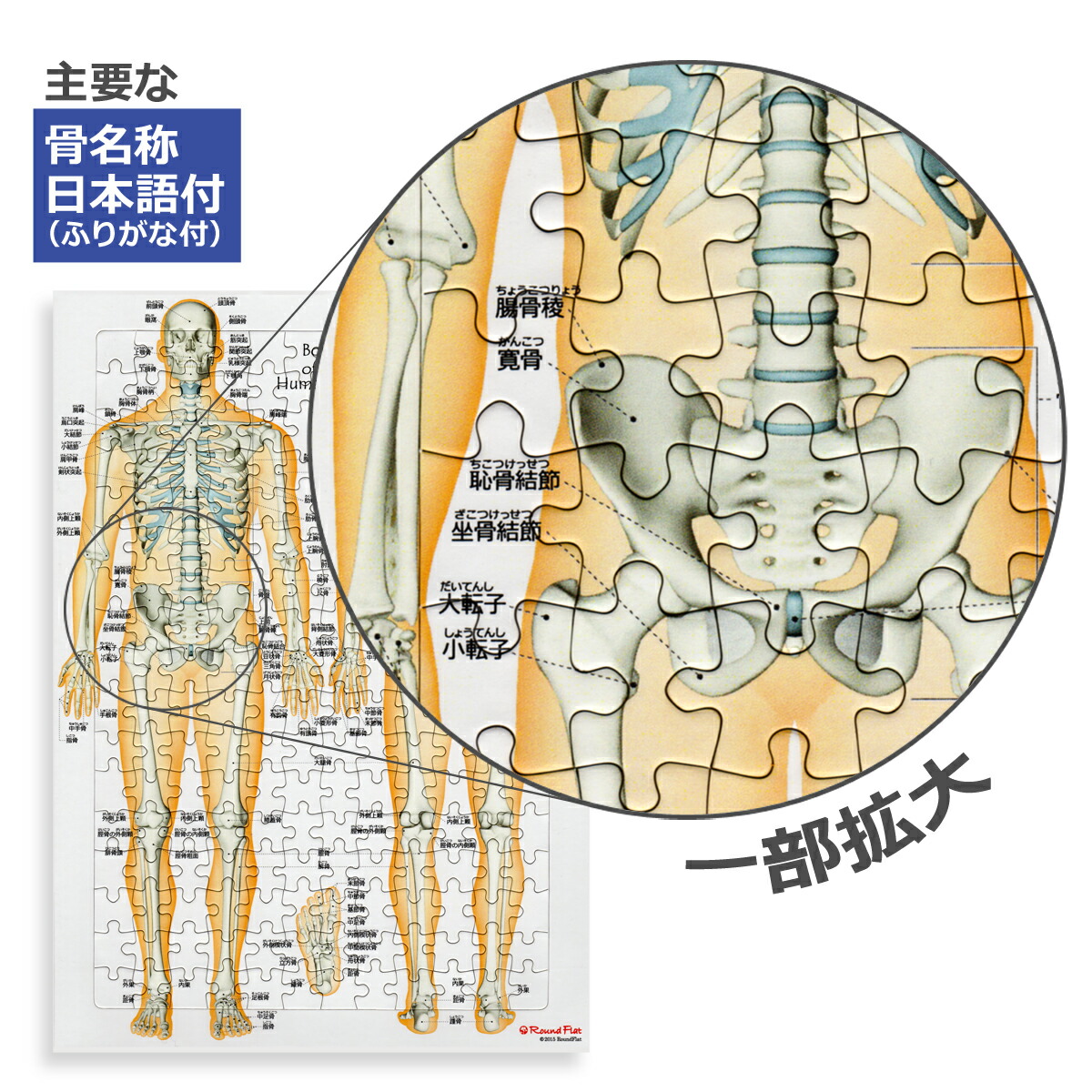 楽天市場 アウトレット ジグソーパズル 全身の骨 日本語名称付 骨ジグソーパズル B4サイズ 204ピース 送料無料 キャンペーン 筋肉家