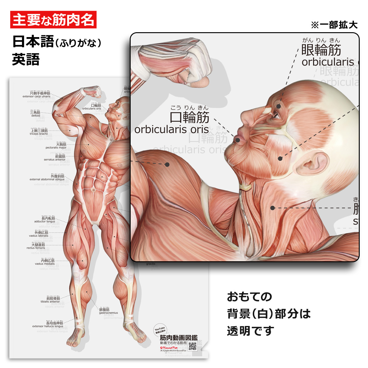楽天市場 クリアファイル 筋肉 筋次郎の筋 クリアファイル サイズ 両面カラー 解剖学 名称 名前 送料無料 キャンペーン 筋肉家