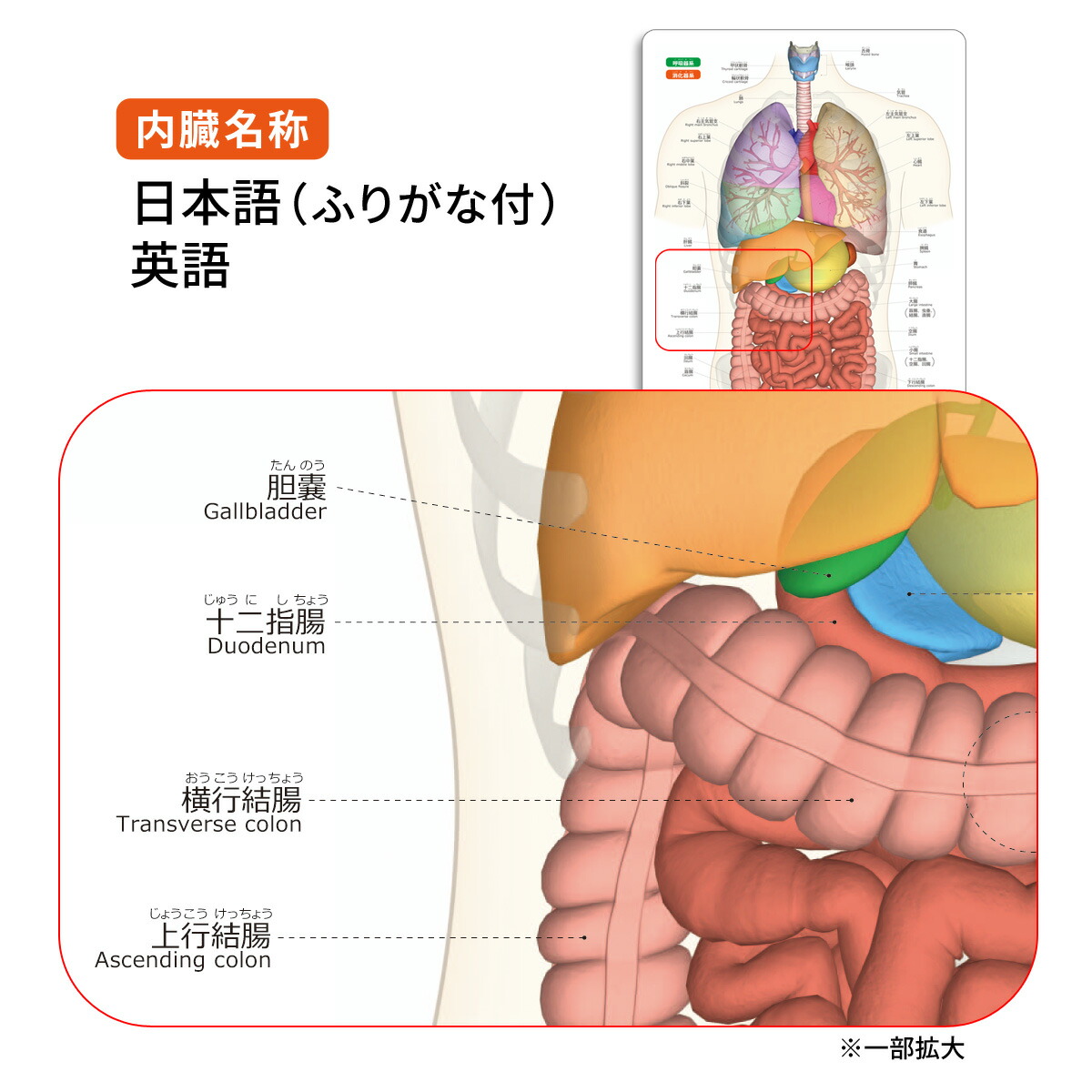 内臓 名前 下敷き 英語 内臓まるわかりシート 学習 勉強 ふりがな 内臓 名前 下敷き 英語 内臓まるわかりシート 学習 勉強 ふりがな