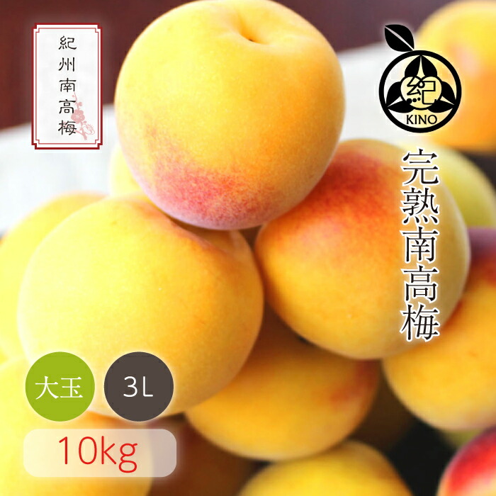 南高梅 完熟 本場紀州産 クール便 送料無料<br>【 3L サイズ 10kg 】<br>日本一の南高梅の産地 紀州 みなべ 田辺 より<br>ひと粒ひと粒丁寧に収穫した新鮮な梅を産地直送でお届けします<br>紀州南高梅 生梅 予約 大玉 大粒<br>梅酒用 梅シロップ用 梅ジュース用 梅干し用<br>