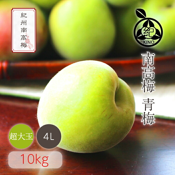 南高梅 青梅 本場紀州産 クール便 送料無料<br>【 4L サイズ 10kg 】<br>日本一の梅の産地 紀州 みなべ 田辺 より<br>ひと粒ひと粒丁寧に収穫した新鮮な梅を産地直送でお届けします<br>紀州南高梅 生梅 予約 超大玉 超大粒<br>梅酒用 梅シロップ用 梅ジュース用 梅干し用<br>