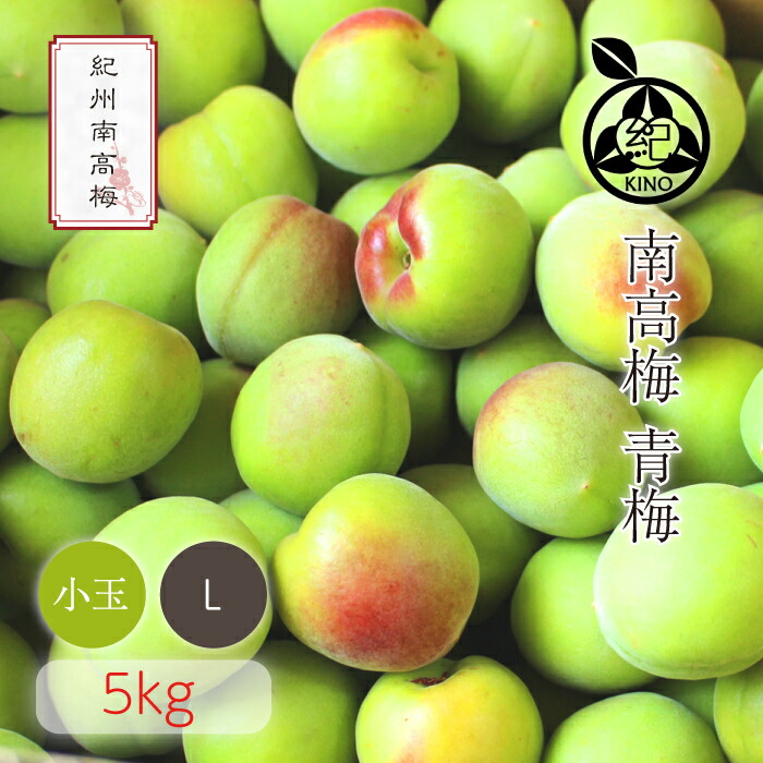 南高梅 青梅 本場紀州産 クール便 送料無料<br>【 L サイズ 5kg 】<br>日本一の南高梅の産地 紀州 みなべ 田辺 より<br>ひと粒ひと粒丁寧に収穫した新鮮な梅を産地直送でお届けします<br>紀州南高梅 生梅 予約 小玉 小粒<br>梅酒 梅シロップ 梅ジュース 梅干し<br>