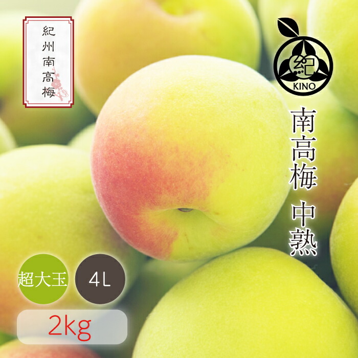 南高梅 中熟 本場紀州産 クール便 送料無料<br>【 4L サイズ 2kg 】<br>日本一の梅の産地 紀州 みなべ 田辺 より<br>ひと粒ひと粒丁寧に収穫した新鮮な梅を産地直送でお届けします<br>紀州南高梅 生梅 予約 超大玉 超大粒<br>梅酒用 梅シロップ用 梅ジュース用 梅干し用<br>