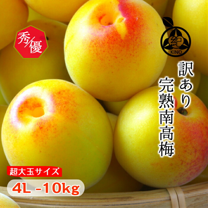 予約販売品 楽天市場 完熟 南高梅 梅干し用 送料無料 本場紀州産 秀優混合 少し訳あり 4l サイズ 10kg 多少キズ等があるものをお得な価格で 和歌山産 みなべ 田辺 予約梅ジャム用 梅酒用 梅干し 梅干生梅 梅 大玉 大粒 訳あり 紀の 紀州の旬マルシェ 紀の