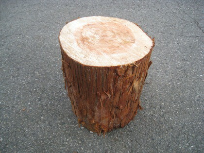 To Place Your Garden Log Chair In The Complete Set You 杉 Sugi Log Round Slices With Skin 2 Pieces Set Gunma Prefecture Produced Wood Solid