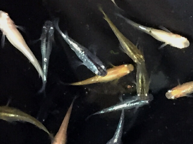 おまかせミックス 未選別稚魚 10匹 おまかせミックス 未選別稚魚 10匹