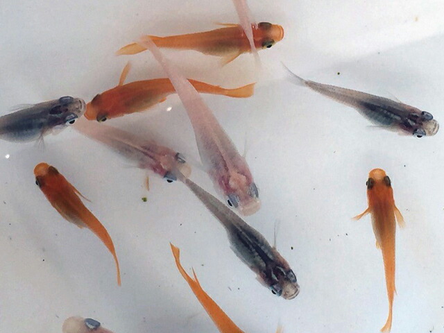 おまかせミックス 未選別稚魚 10匹 おまかせミックス 未選別稚魚 10匹