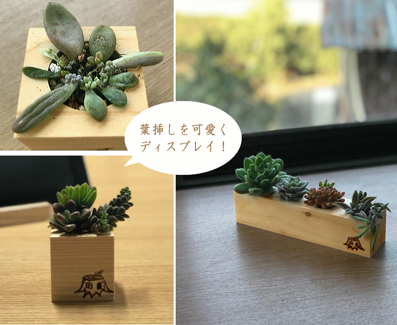 楽天市場 キューブポット 2holes 多肉植物 寄せ植え 木製ミニポット 買い回り ナチュラル カントリー ロハス プランター おしゃれ 卓上 室内 鉢 北欧 ミニプランター プレゼント ギフト ヒノキ 桧 檜 ガーデニング キノオウチ Made In鳥取の木製雑貨