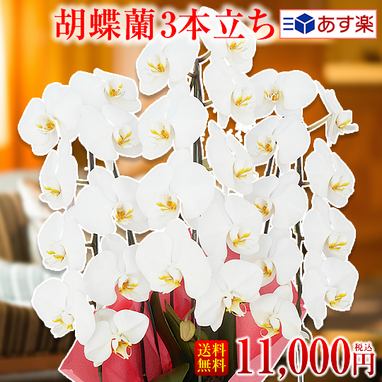 ★最短翌日配送】色が選べる胡蝶蘭3本立ち【写真配信あり】お祝い花/胡蝶蘭/大輪/中輪//お祝い/開店/開院/合格/当選/就任/周年/進発/退職/還暦/古稀/胡蝶蘭10,000円(税別)【配送可能時期のみ：中国・四国地方は送料1,000円※九州地方は送料2,000円※】｜【胡蝶蘭生産者】足柄金太郎洋蘭園