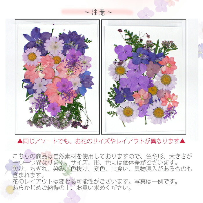 市場 押し花パーツ ピンク バラ 5タイプ 紫 薔薇 パープル 1 押し花アソート ドライフラワー 花 赤 カラフル レッド