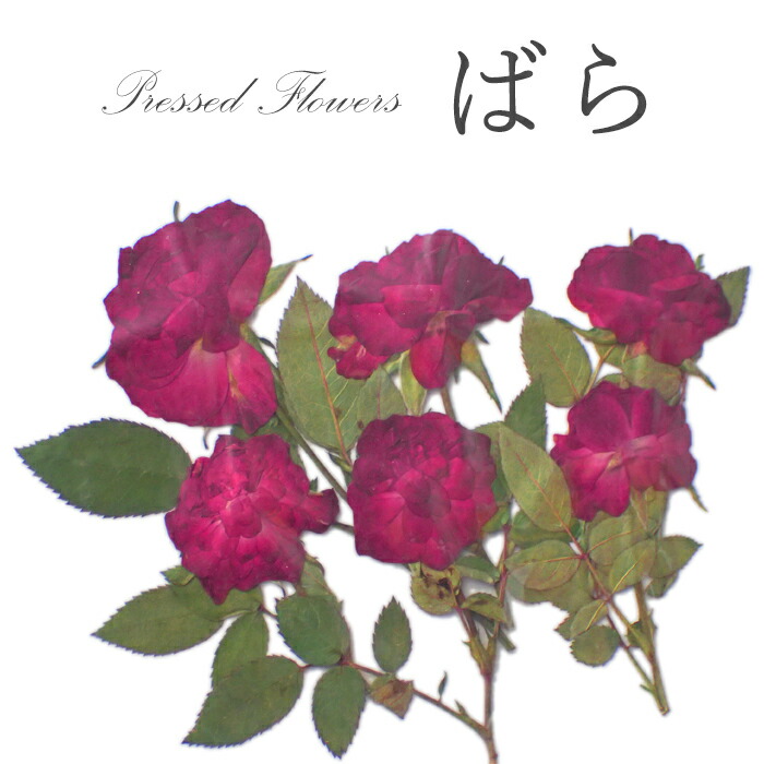 クラフト フラワー メール便可 押し花 レッド バラ クラフト フラワー メール便可 押し花 レッド バラ