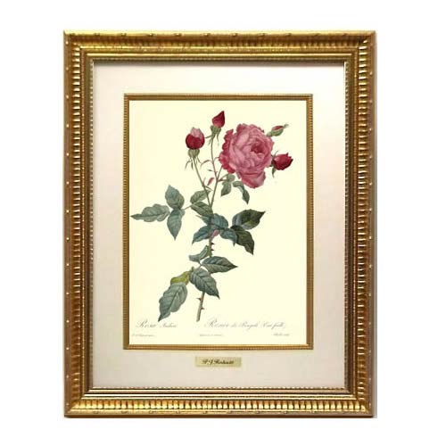 挿絵線描 旅人宿テリア ルドゥーテ 絵額 写し物画 受注マニュファクチャー レ 桃色 ローズ図譜 ロサ インディカ フォリオスタンプ 偉い ゴールドフレーム Rf T 貨物輸送無料 絵画 御花 絵画 額とば口 絵画 バラ バラ雑貨 流行 輸入雑貨 きりっとした インテリア
