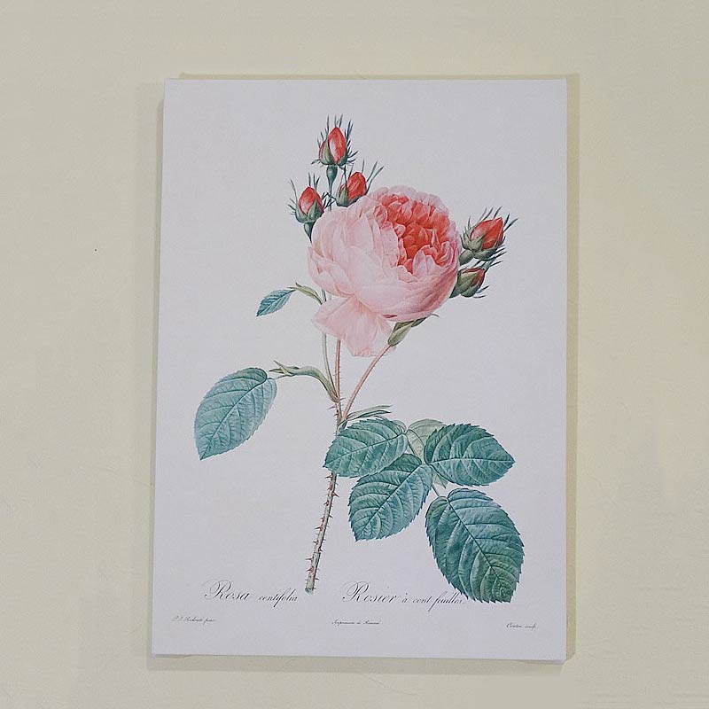 絵画 インテリア 額入り ルドゥーテ キャンバス絵額 『 美花選 』 A4サイズ ロサ ケンティフォリアG 複製画 フレーム 絵画 花 薔薇雑貨 輸入雑貨 バラ雑貨 輸入家具 おしゃれ 雑貨 ヨーロピアン アンティーク風 インポート ヨーロッパ