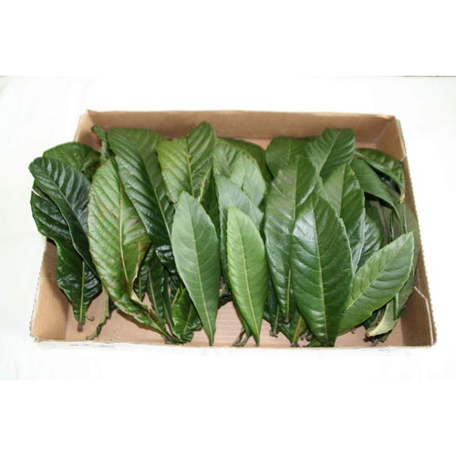 無農薬 枇杷の葉（びわの葉） 450g（枇杷の生葉45枚～60枚） 【長崎・大分県産】 枇杷葉毎週2回入荷 ※送料無料（一部地域を除く） ※除草剤不使用 ※同梱不可