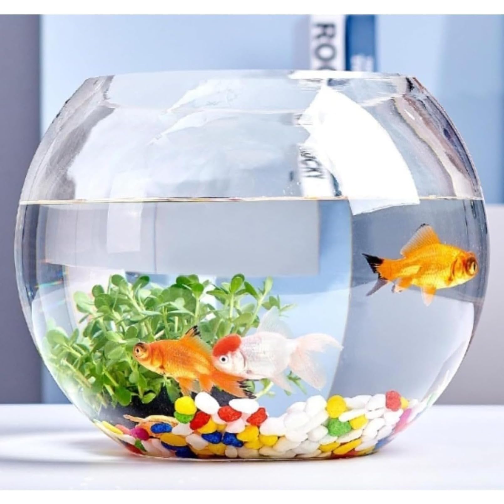 オフィス 小型 透明ガラス カメ リビング 丸型 小型金魚水槽 (40CM)|キラリラ店