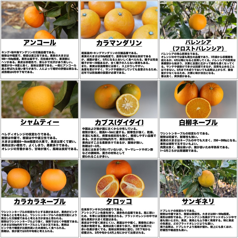 classificados.acheiusa.com - 清見オレンジ（接木苗）4号LLポット