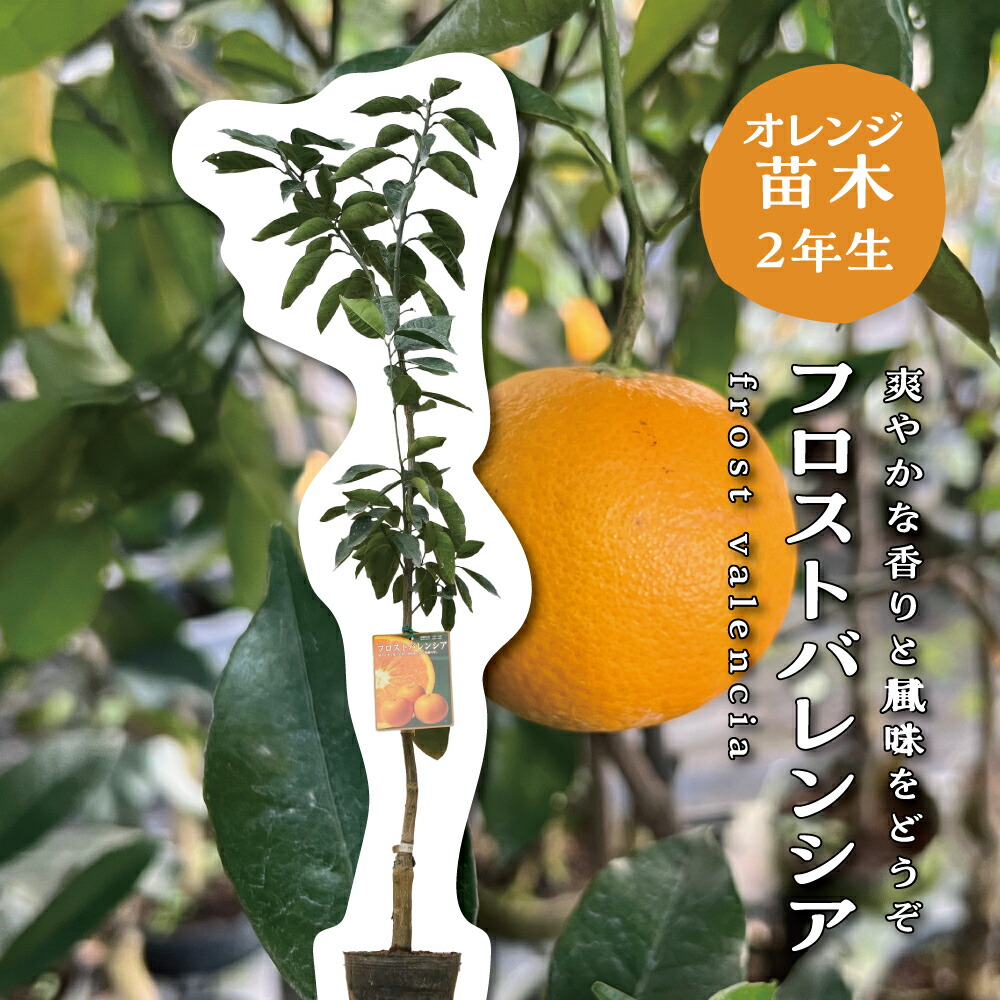 楽天市場】カラマンダリン 苗木の通販