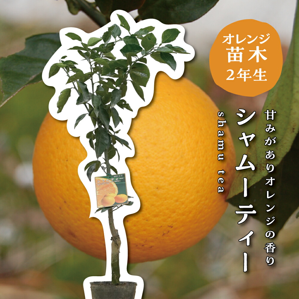 最も 割引 楽天市場】【予約割引300円OFF】 カラマンダリン【特等2年生 果樹