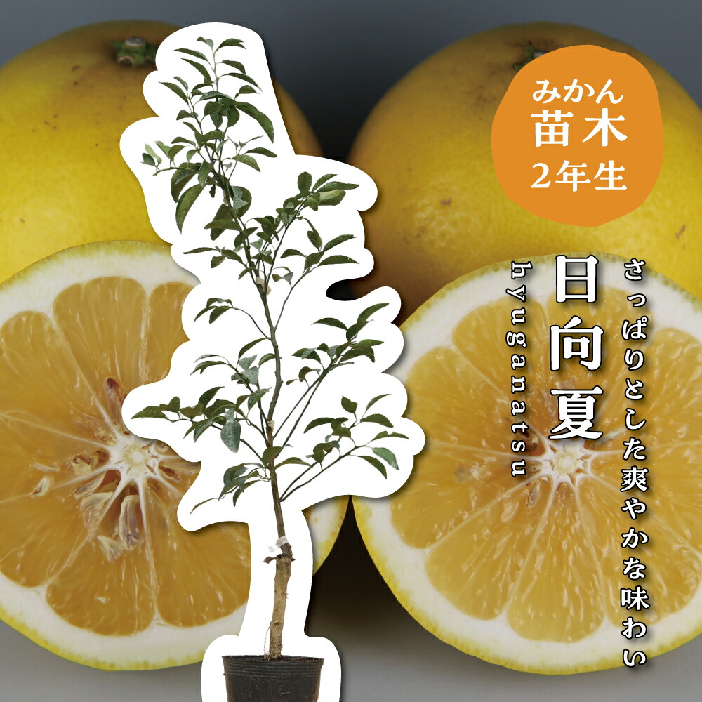 カラマンダリン苗木 楽天市場】【予約割引300円OFF】 カラマンダリン【特等2年生