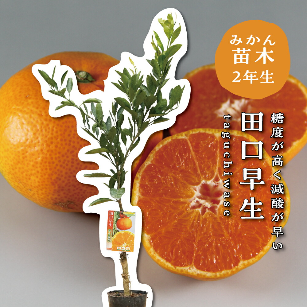 楽天市場】【現品発送】田口早生 みかんの苗木 ミカンの果樹苗 8号