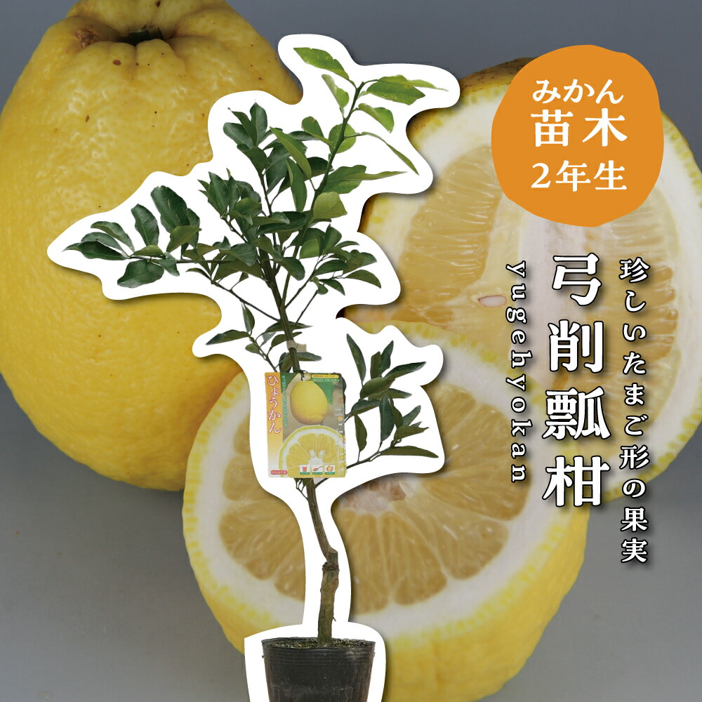 楽天市場】【予約割引300円OFF】 マーシュ グレープフルーツ