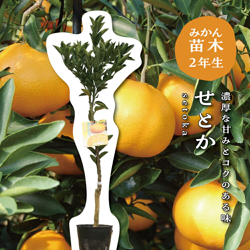 ミカン Amazon.co.jp: みかん 苗木 小みかん(桜島小みかん) 13.5cm