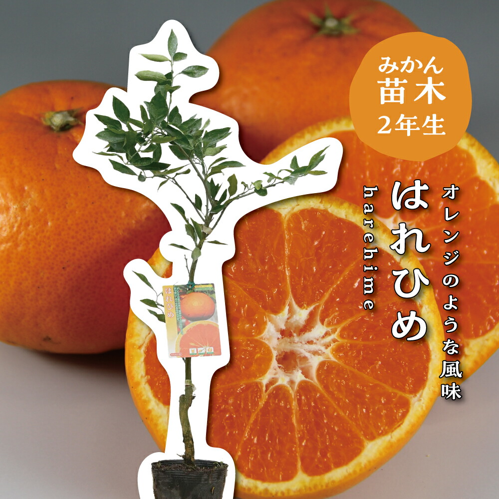 カラマンダリン苗木 楽天市場】【予約割引300円OFF】 カラマンダリン【特等2年生