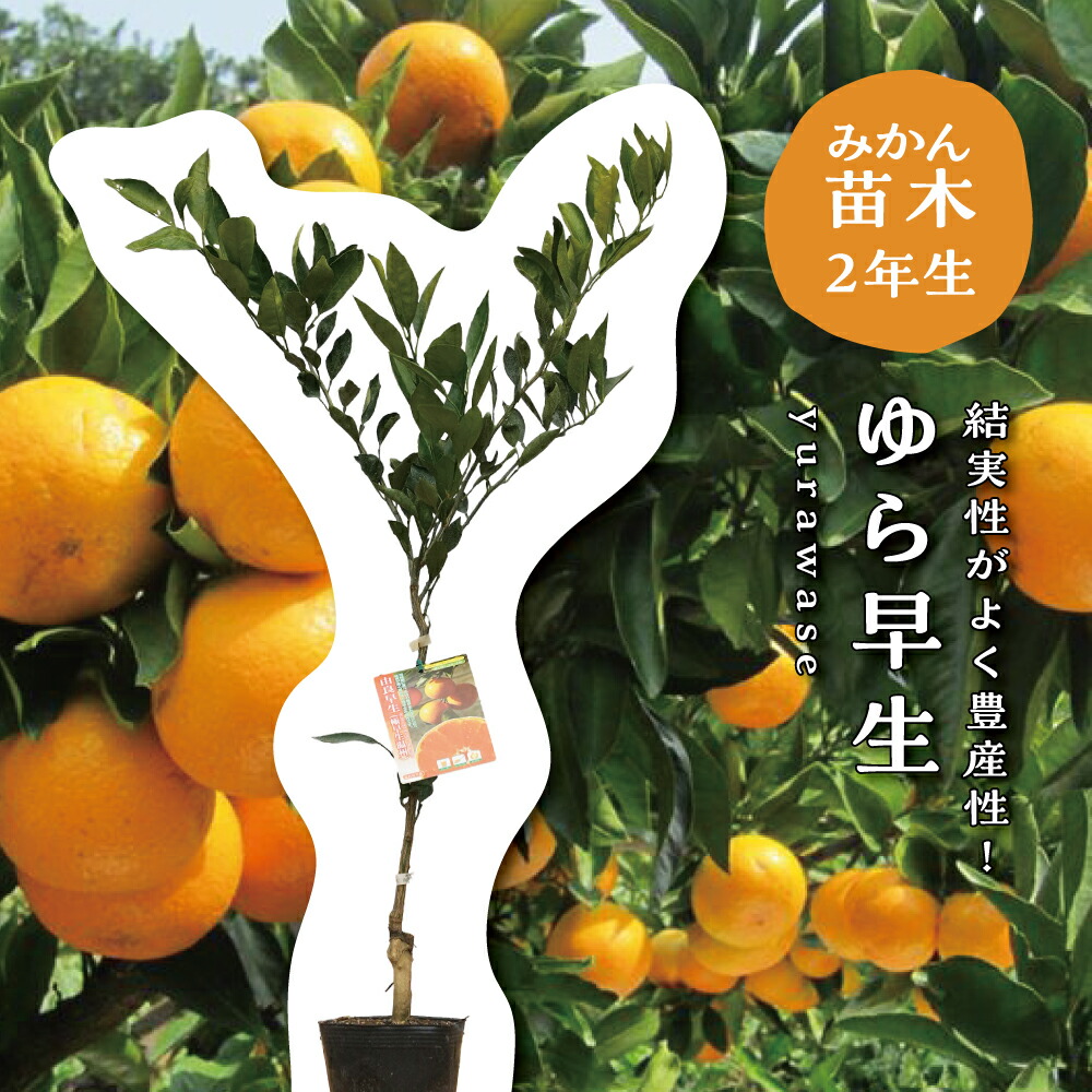 ミカン苗　みかん苗　みかん　ゆら早生　2苗価格 楽天市場】みかん 苗木 【ゆら早生 温州みかん】 2年生接木苗