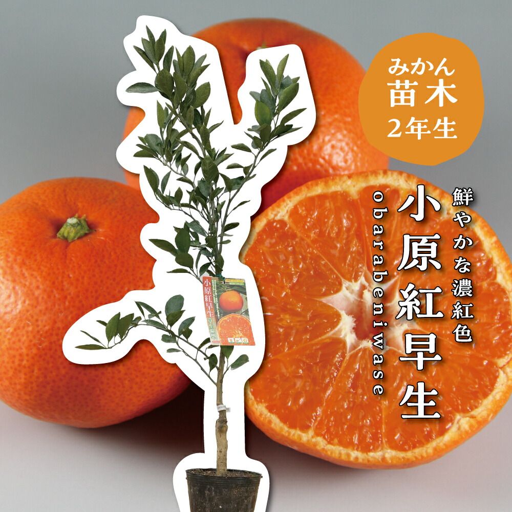 産地直送❕ 香川県産 小原紅みかん wwffjp_red-mikan05