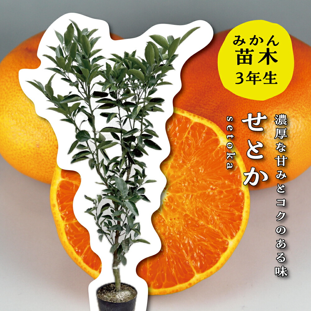 楽天市場】【せとか】4年生接木苗ミカンの苗1本で実がなる 鉢植えok