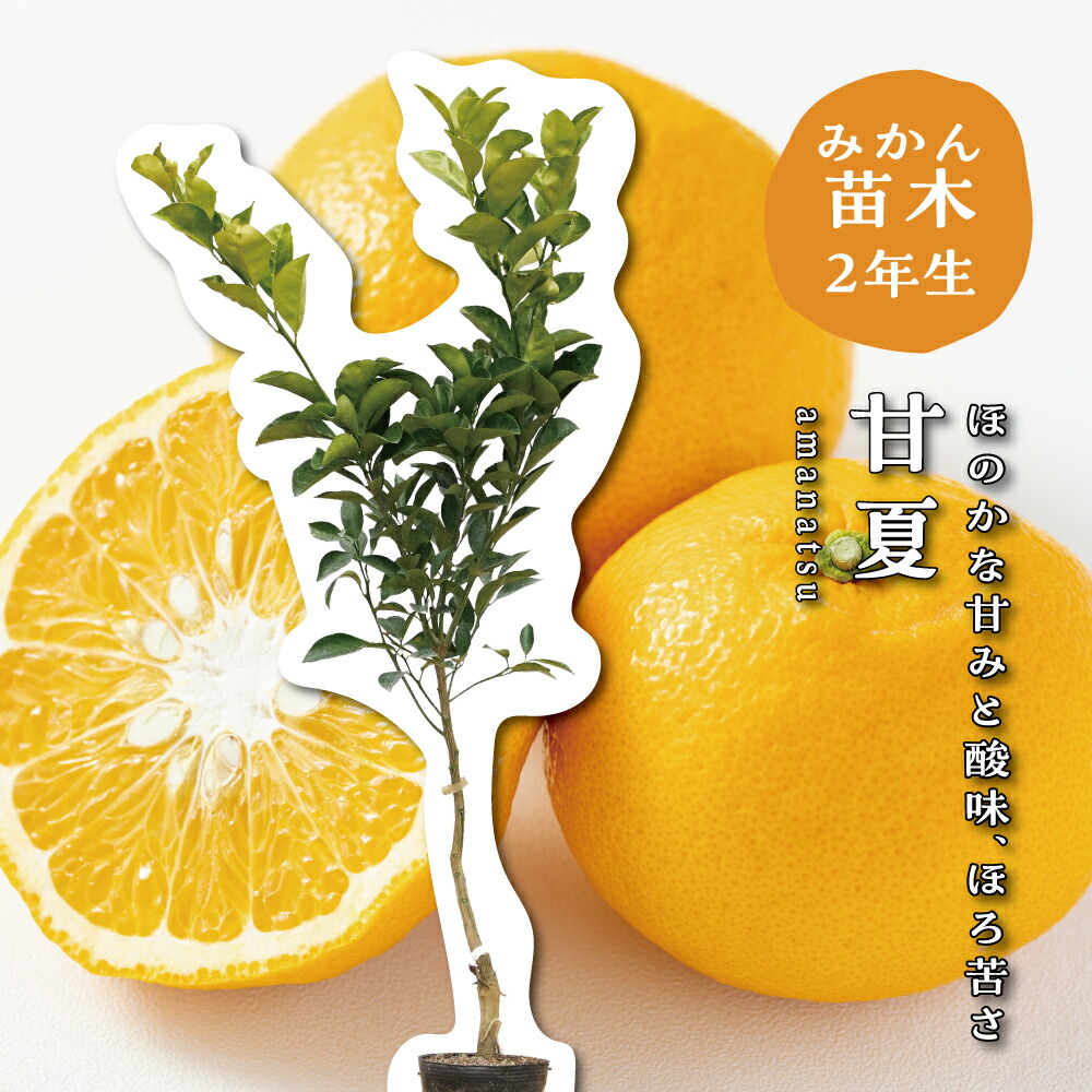 楽天市場】オレンジ 苗木 【川野甘夏 （かわのあまなつ）】 3年生