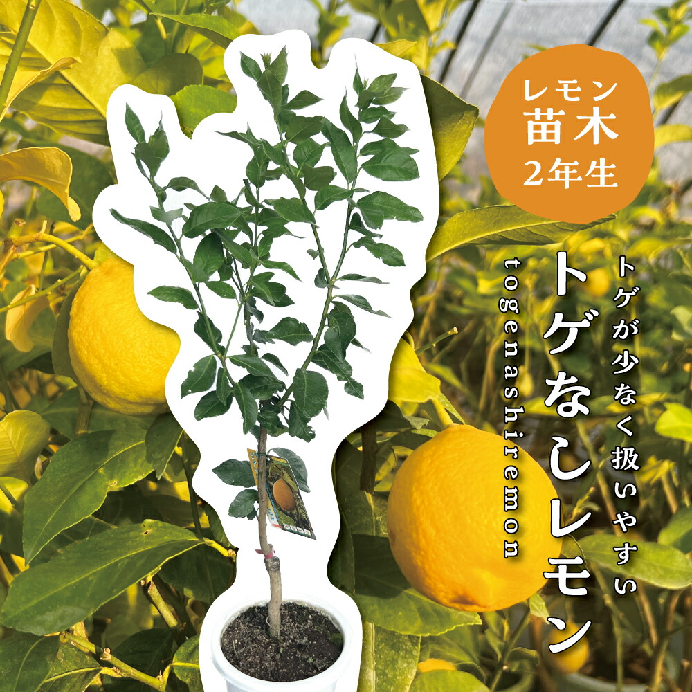 楽天市場】レモンの木 【選抜大実アレンユーレカ】 4年生接木大苗