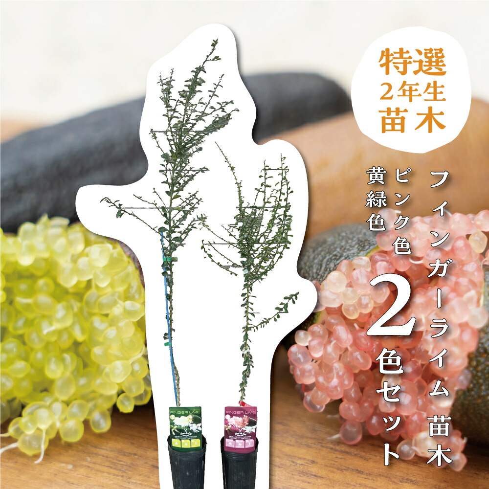 楽天市場】【現品F633】フィンガーライム「リトルビューティー」5号