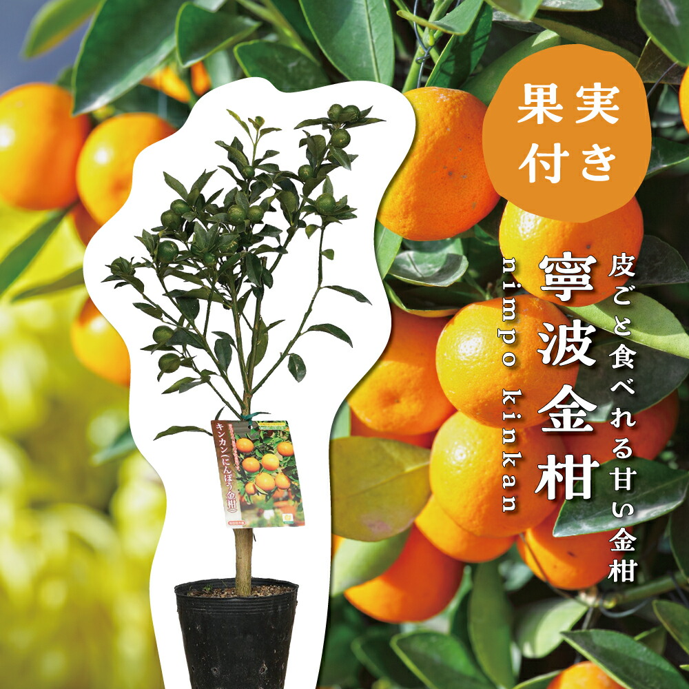 金柑の葉　確認用 キンカン（金柑）：ぷちまる（種なし金柑）【PVP】 | nae-ya