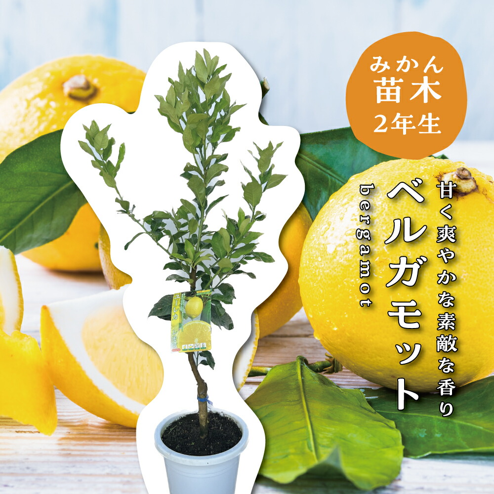楽天市場】じゃばら ジャバラ 【特等2年生苗木】 苗木 みかんの
