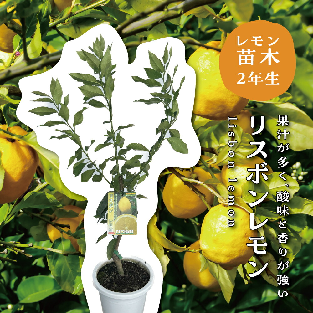 楽天市場】【リスボンレモン】4年生接木苗レモンの苗1本で実がなる