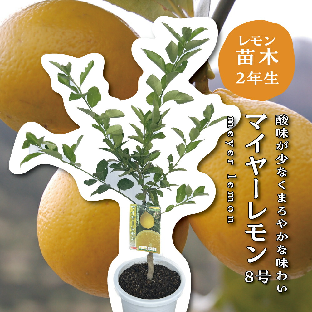 楽天市場】マイヤーレモン レモンの木 レモン 苗木 接木苗 8号ポット