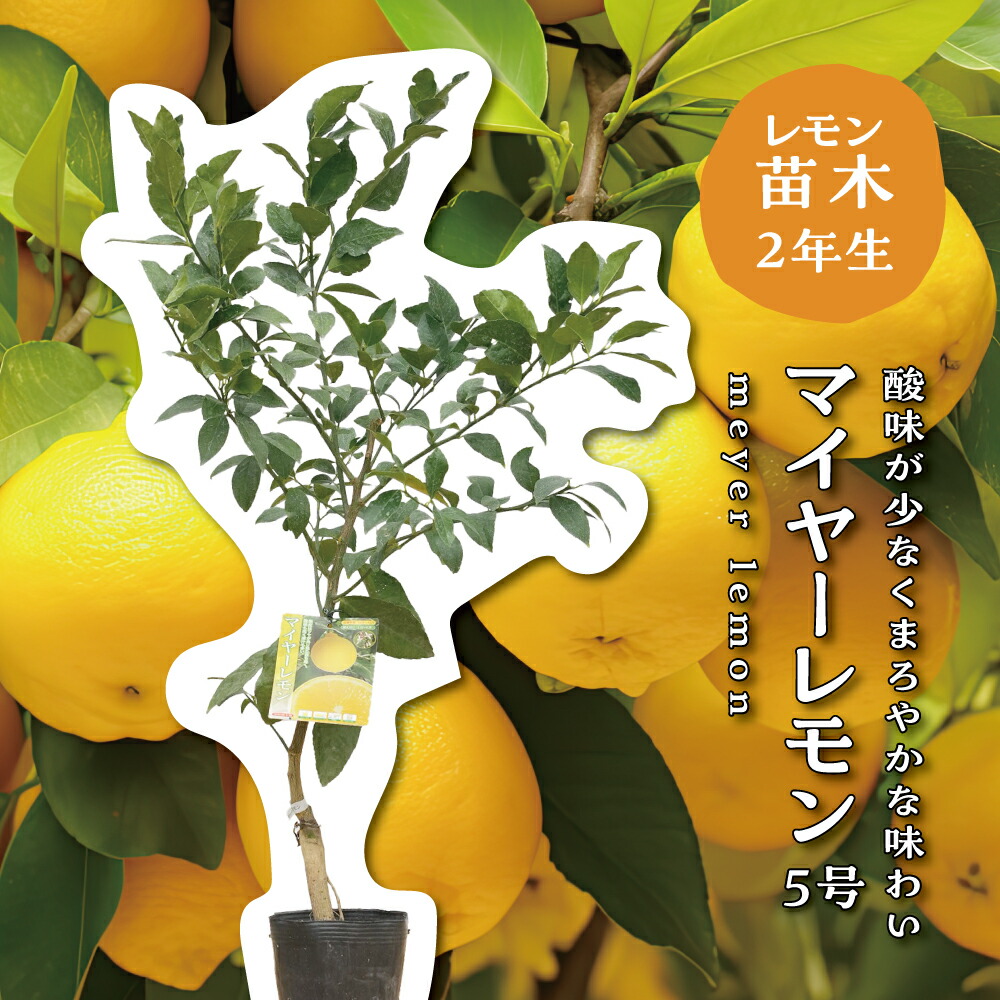 楽天市場】予約販売 みかん苗 カラマンダリン 13.5cmポット 送料