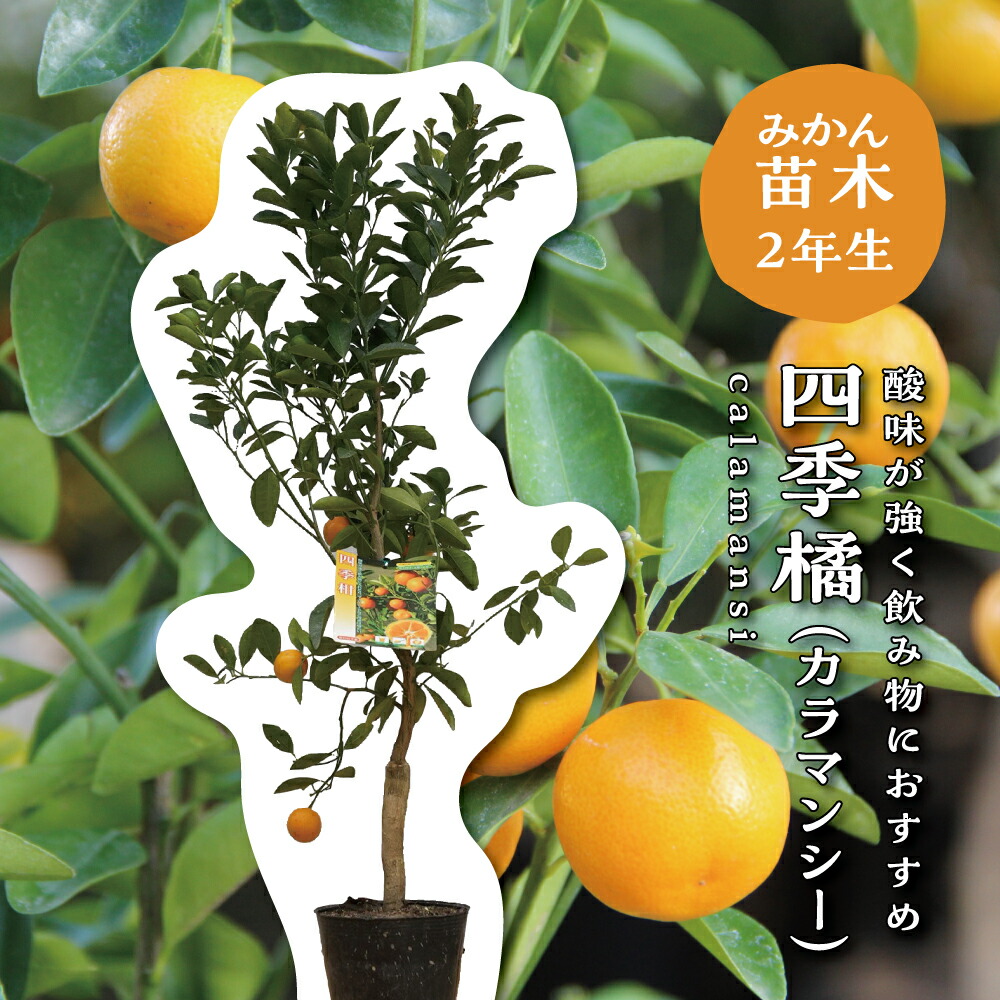 カラマンダリン苗木 楽天市場】【予約割引300円OFF】 カラマンダリン【特等2年生