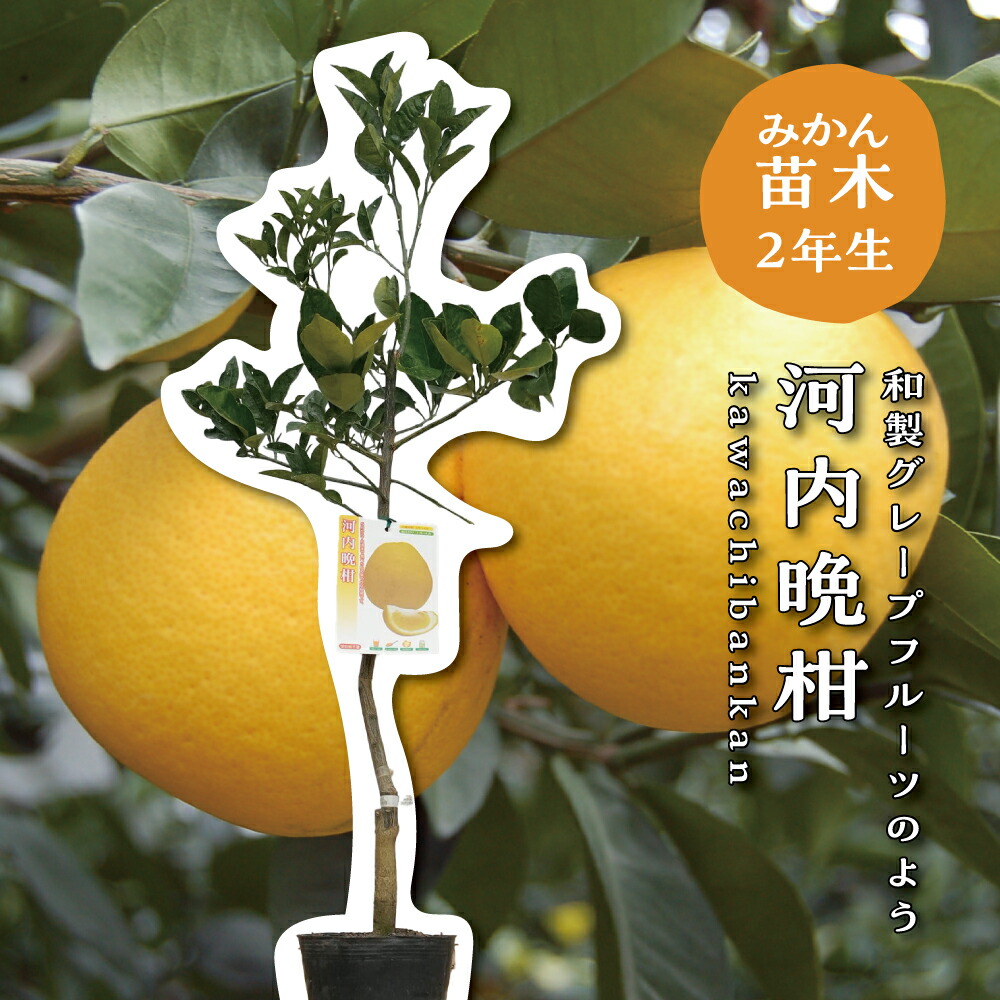 楽天市場】【河内晩柑】 1年生接木苗 4号ロングポット : 苗木部 by