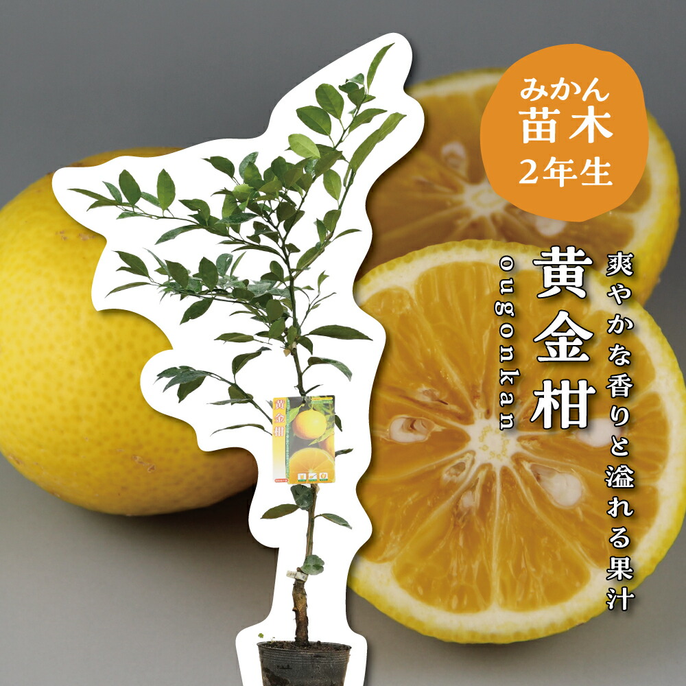 楽天市場】黄金柑 （ゴールデンオレンジ ） 3年生接木大苗 【産地で