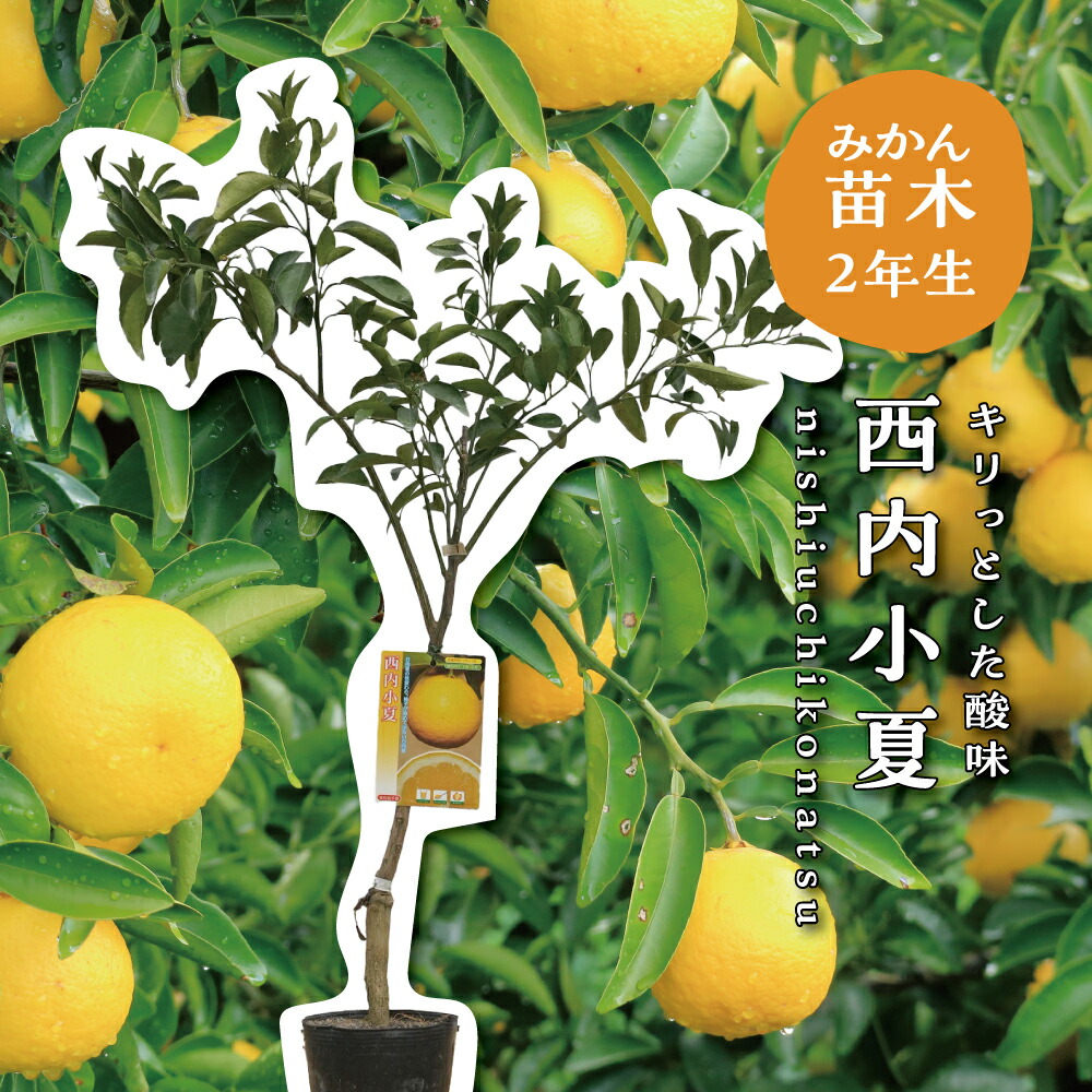 カラマンダリン苗木 楽天市場】【予約割引300円OFF】 カラマンダリン【特等2年生