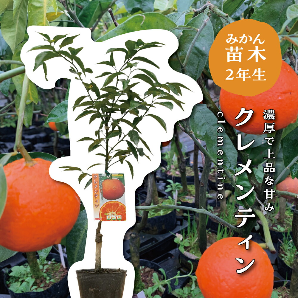 楽天市場】【予約割引300円OFF】 カラマンダリン【特等2年生